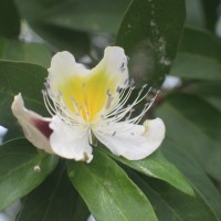 Capparis